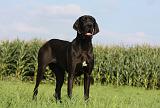 DOGUE ALLEMAND 323